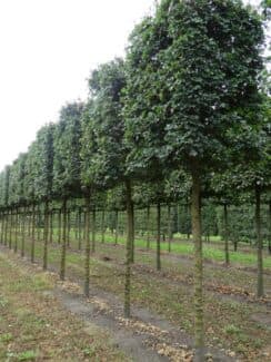 Box Head Field Maple Elsrijk