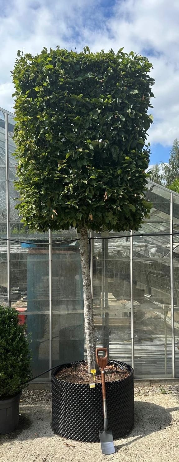 Box Head Hornbeam - Image 1