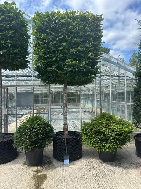 Box Head Hornbeam - Image 3