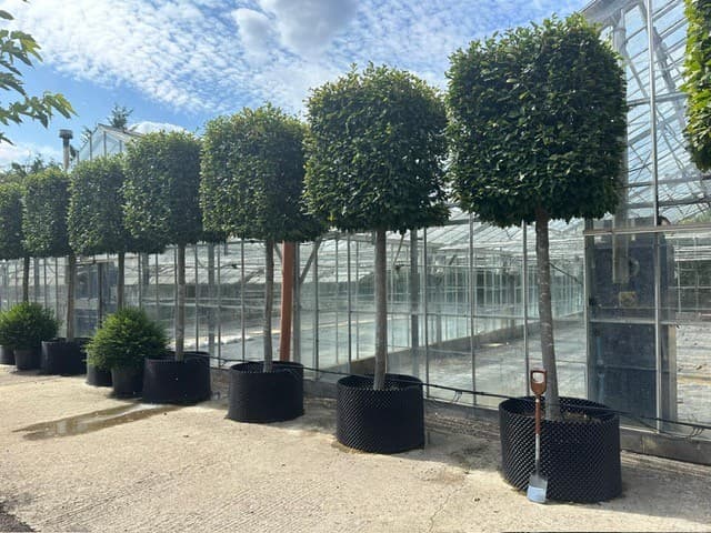 Box Head Hornbeam - Image 5