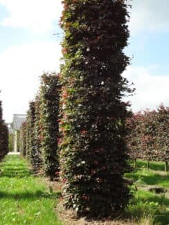 Box Head Copper Beech