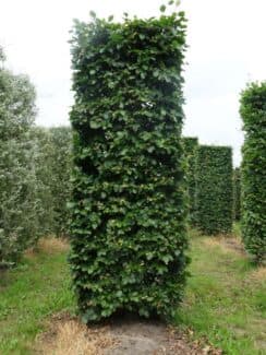 Box Head Beech