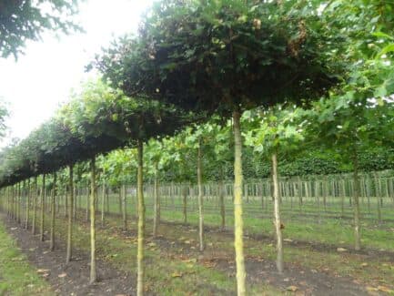 Parasol Field Maple Elegant