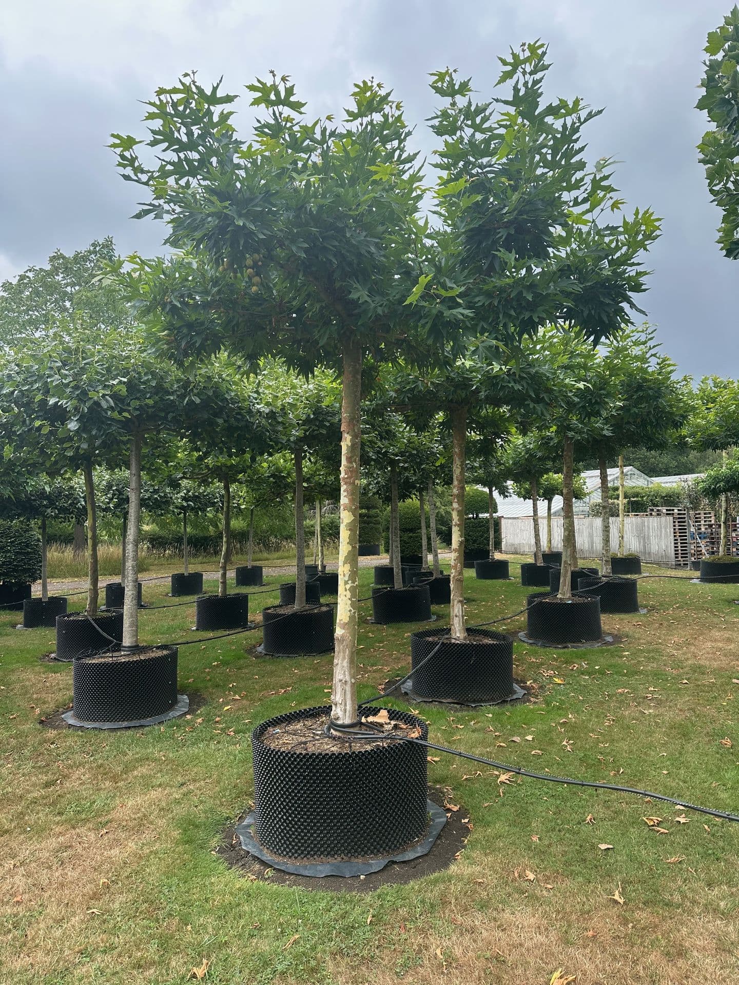 Parasol Oriental Plane