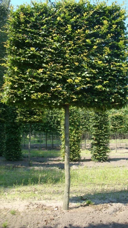 Pleached Hornbeam - Image 3