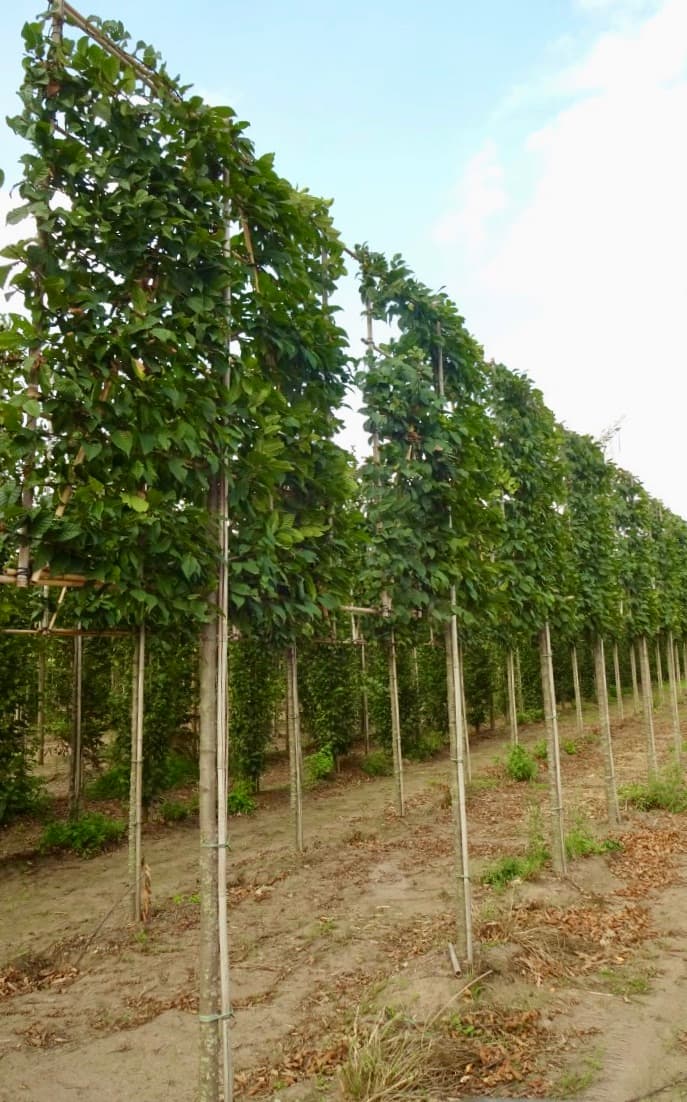 Pleached Hornbeam Lucas - Image 2