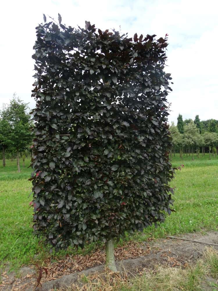 Pleached Copper Beech - Image 3