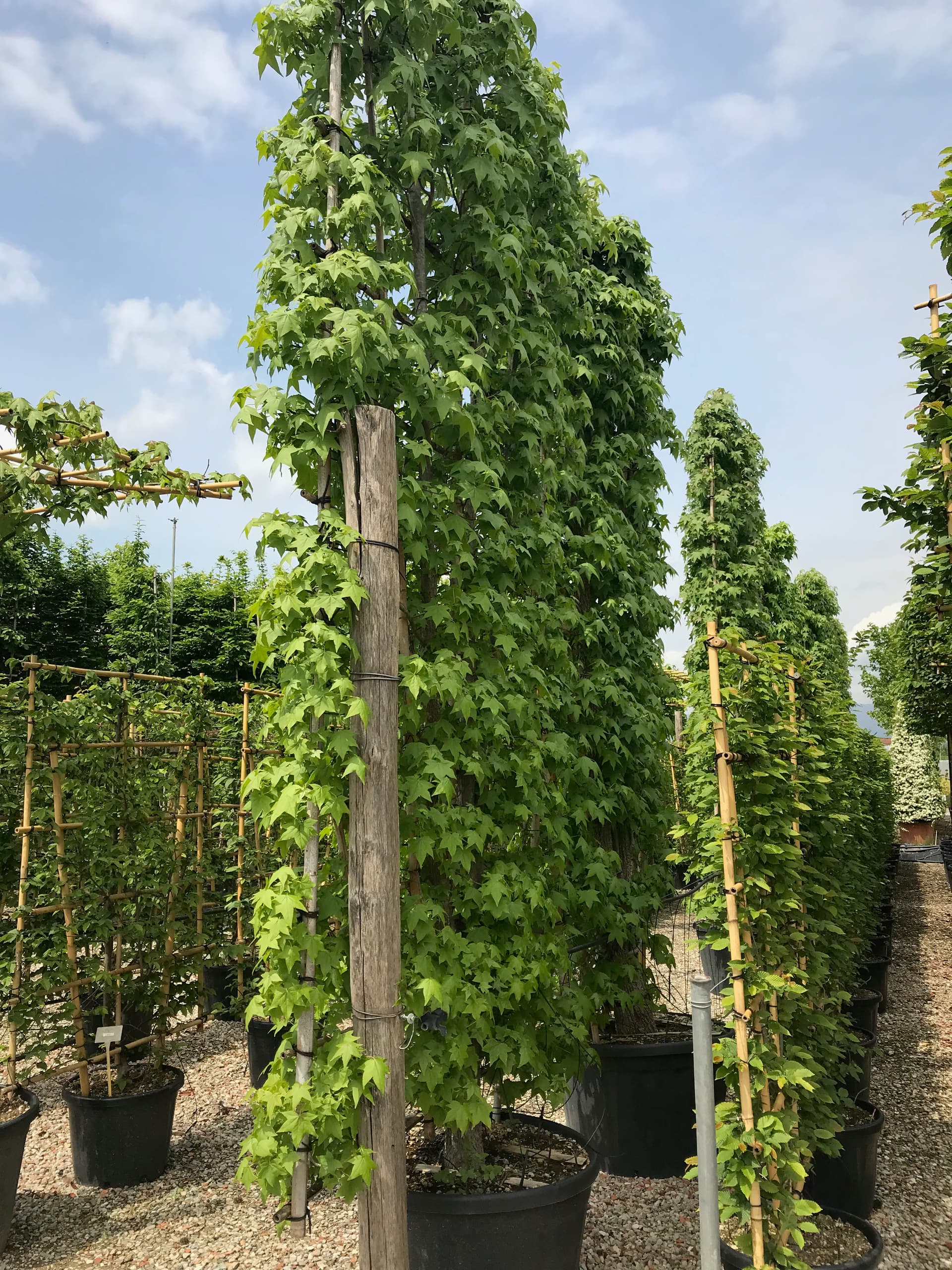 Pleached Sweet Gum Worplesdon - Image 4