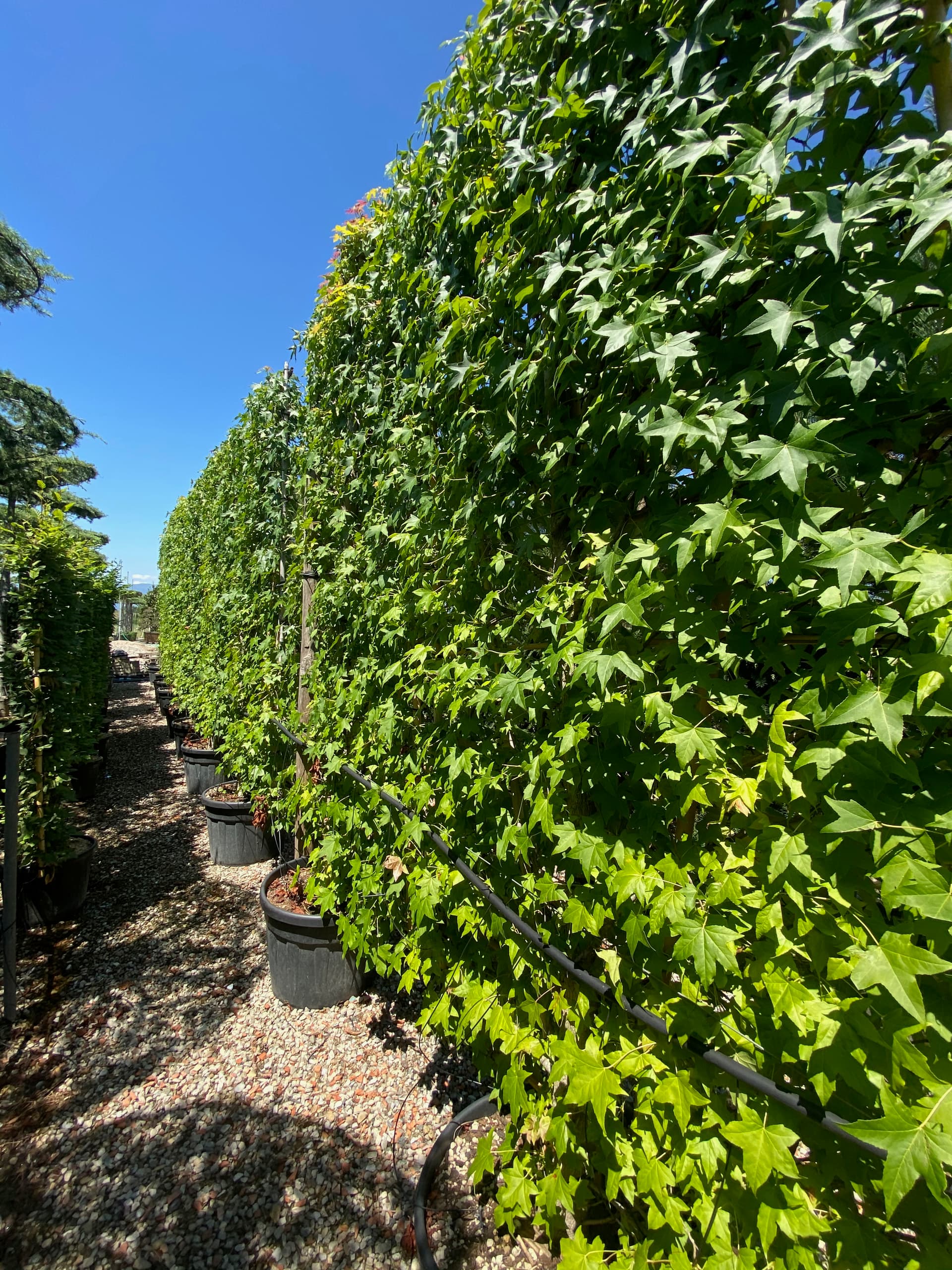 Pleached Sweet Gum Worplesdon - Image 3