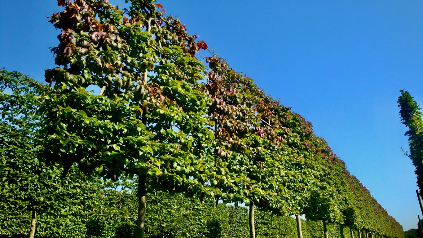 Pleached Persian Ironwood - Image 2