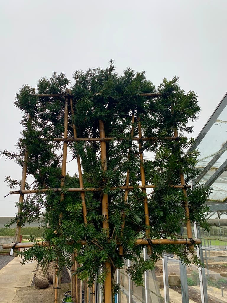 Pleached Yew Hicksii - Image 2