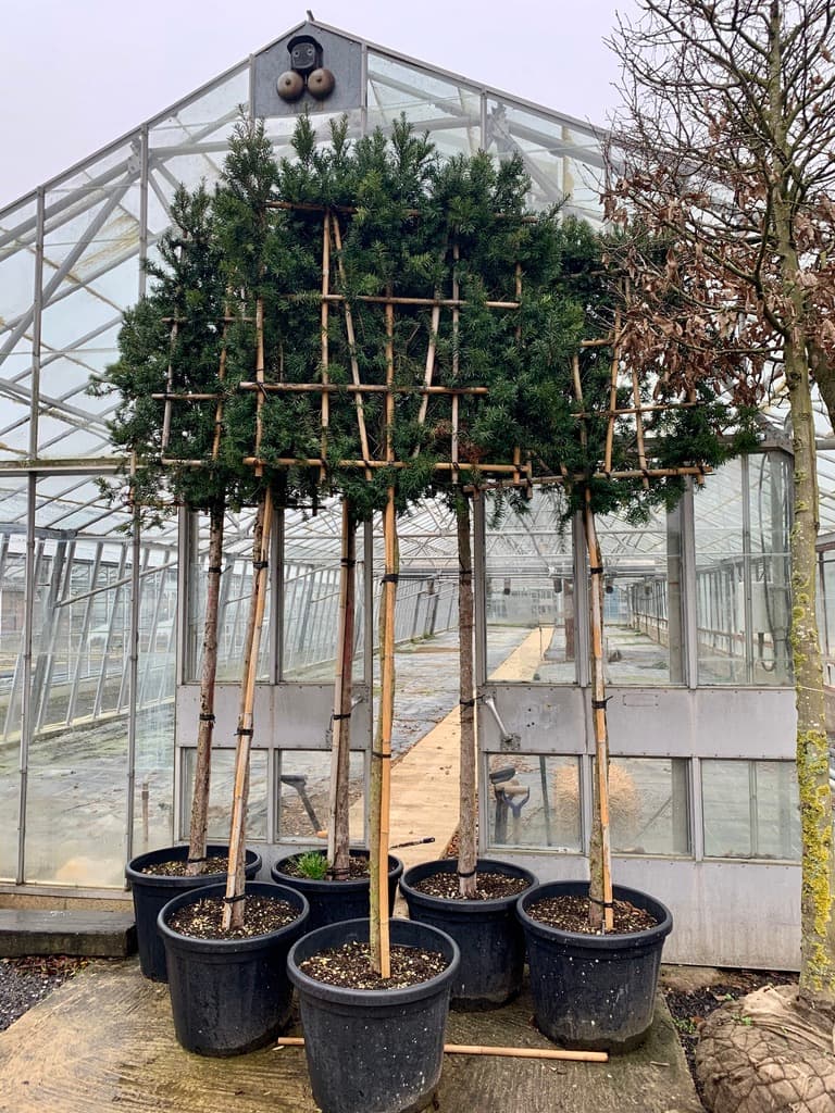 Pleached Yew Hicksii - Image 3