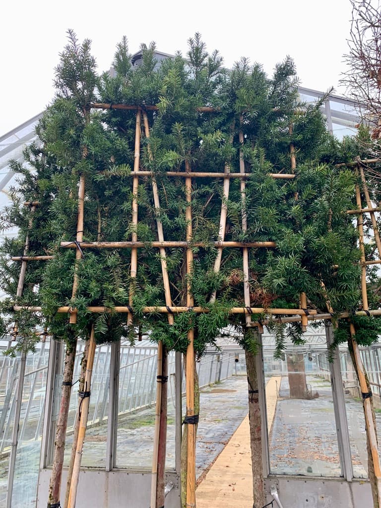 Pleached Yew Hicksii - Image 4
