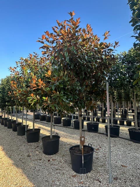 Standard Magnolia grandiflora