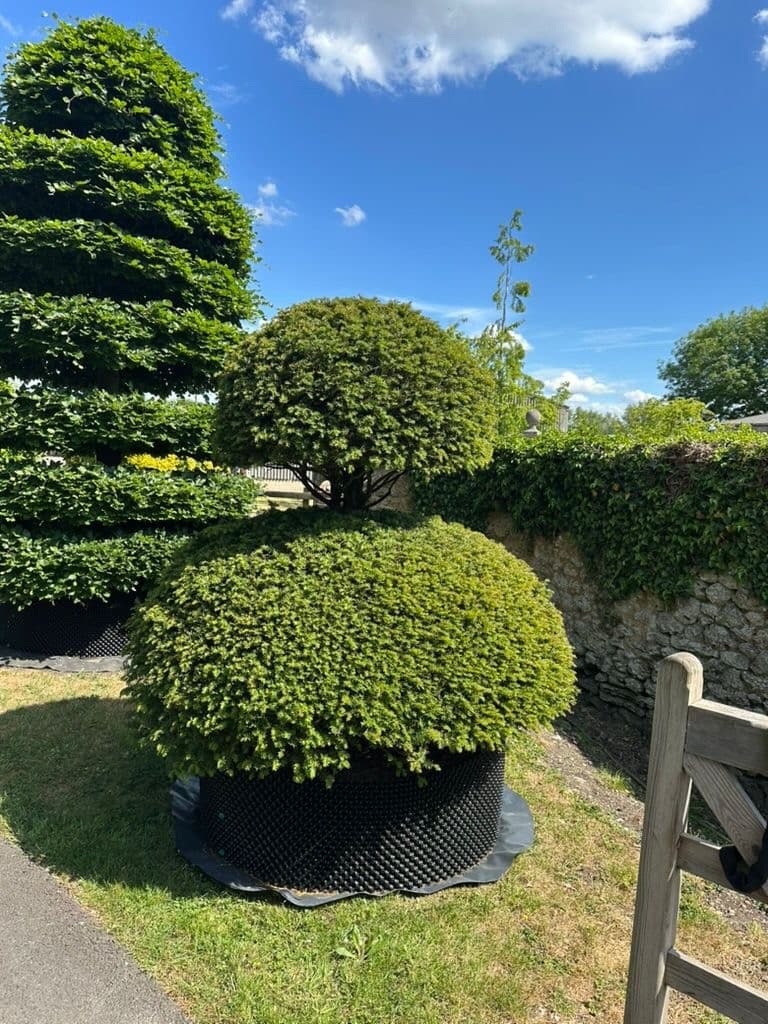 Topiary Yew - Image 4