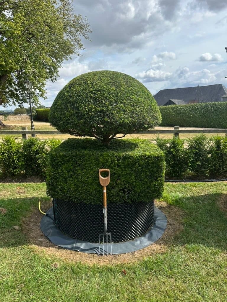 Topiary Yew
