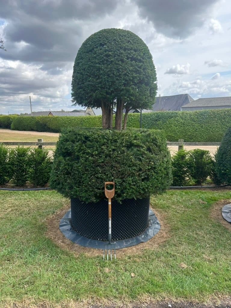Topiary Yew - Image 2