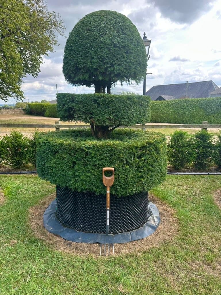 Topiary Yew - Image 3