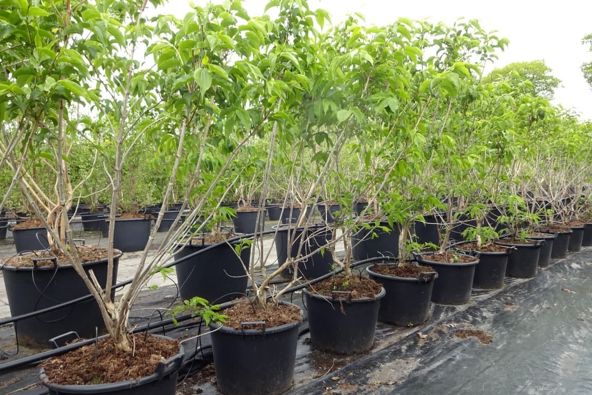 Heptacodium miconioides multi-stem
