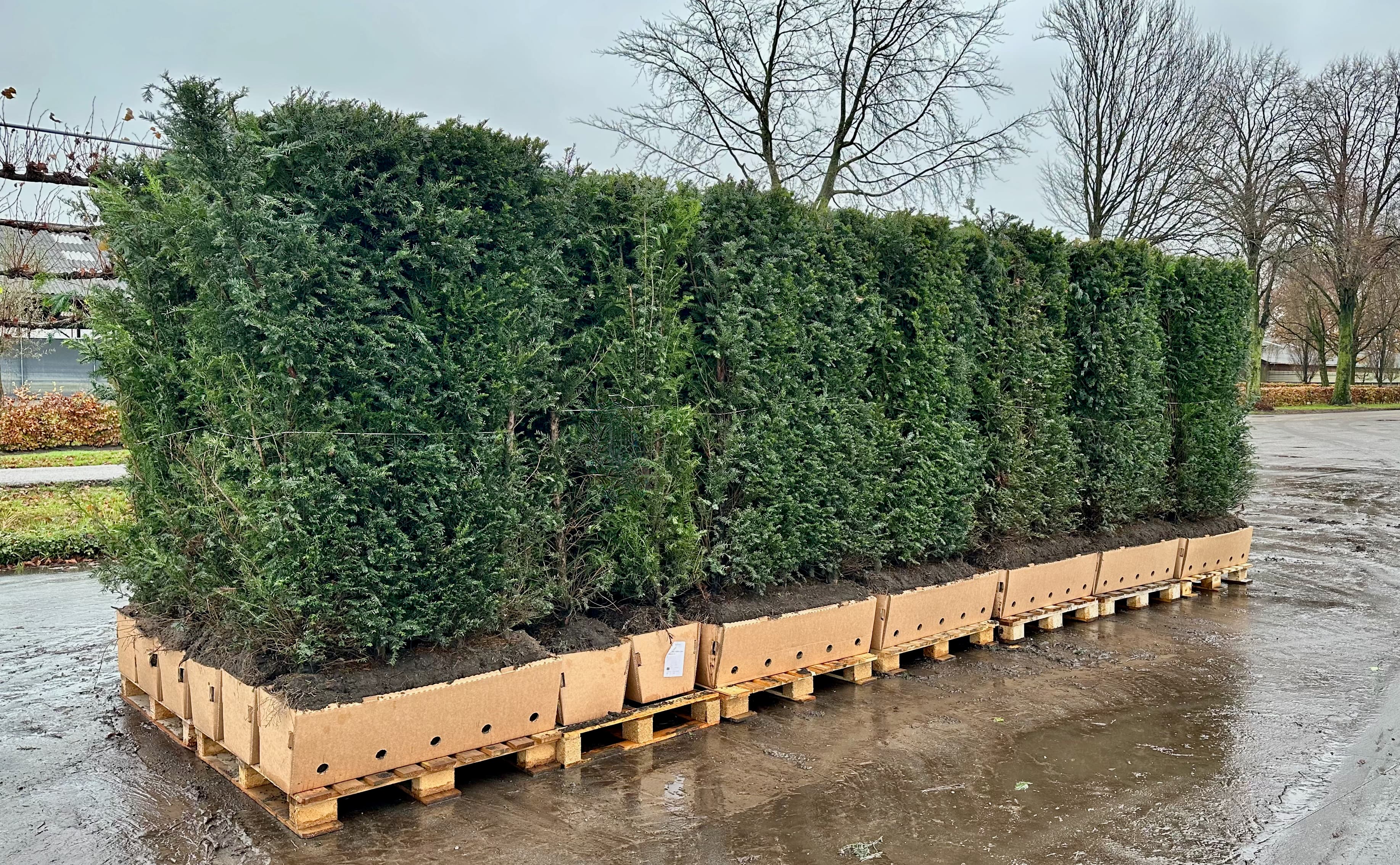 Instant Hedge Elements at Hedgeworx nursery
