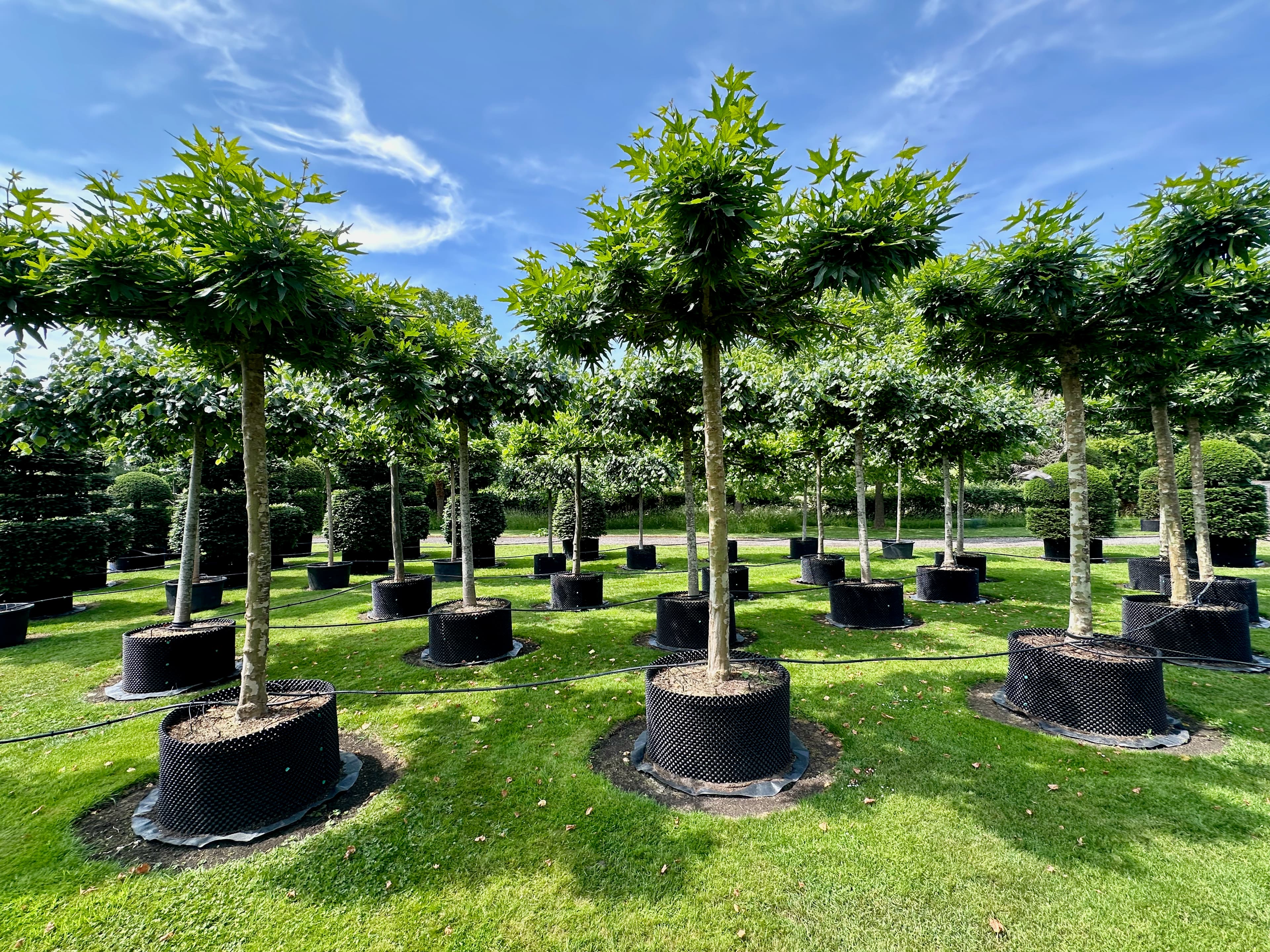 Parasol Trees