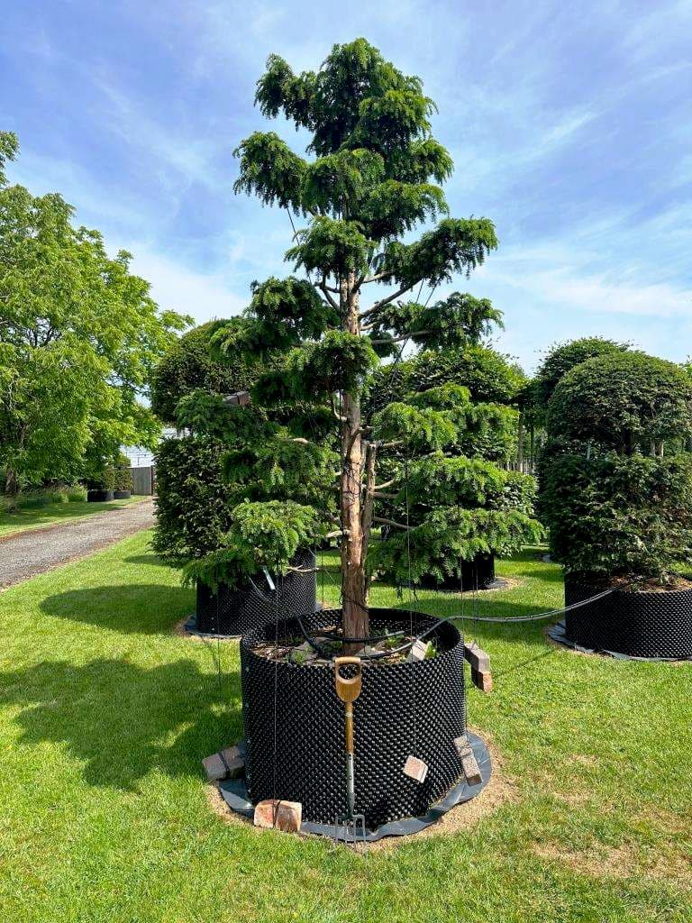 Multistem Silver Birch display