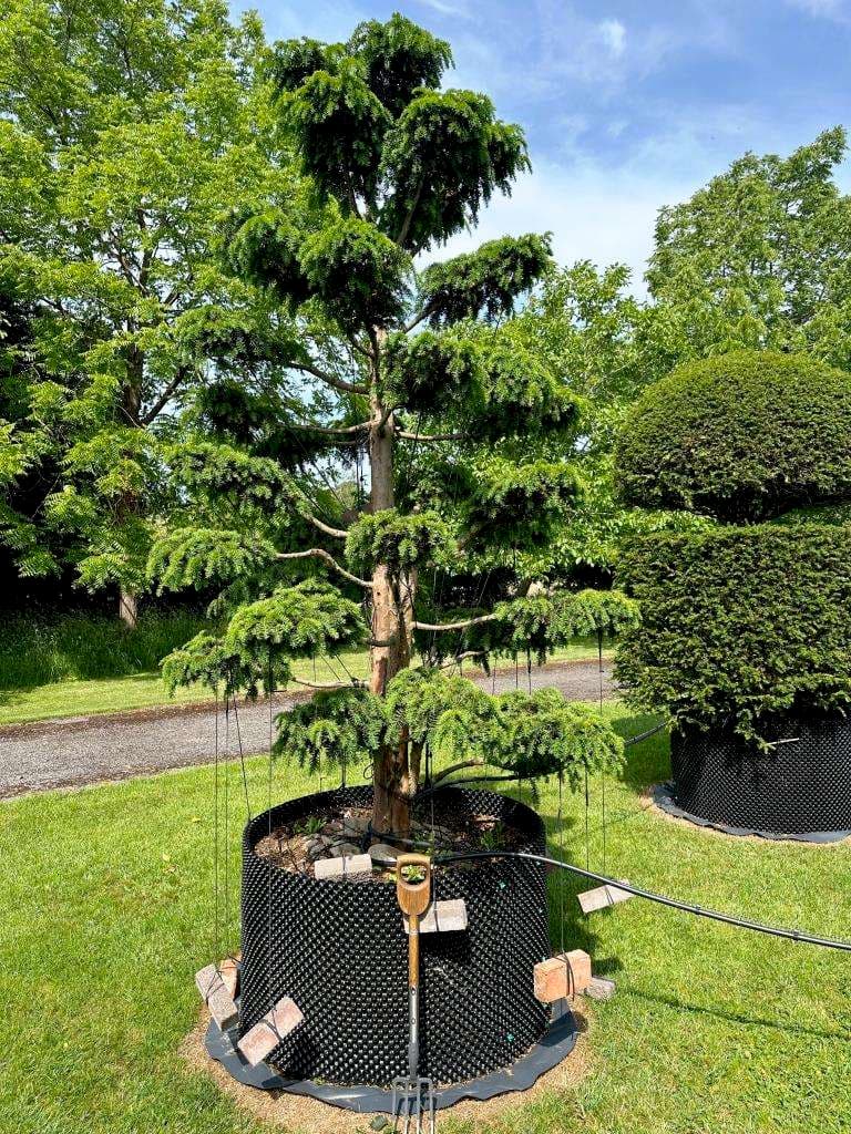 Multistem Silver Birch
