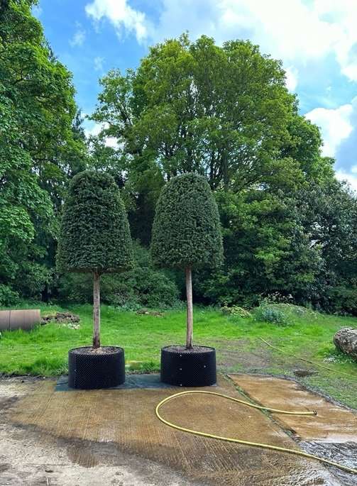 The coronation topiary replanted at Sandringham