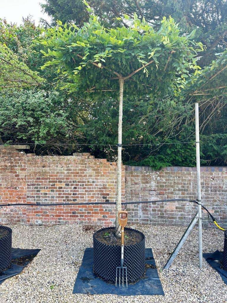 Standard Sweet Gum