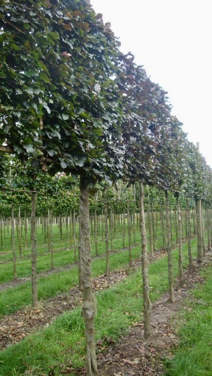 Pleached Copper Beech - Image 1