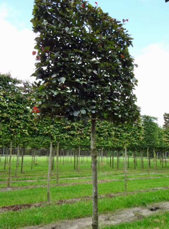 Pleached Copper Beech - Image 2