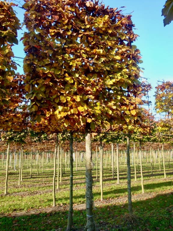 Pleached Beech - Image 1