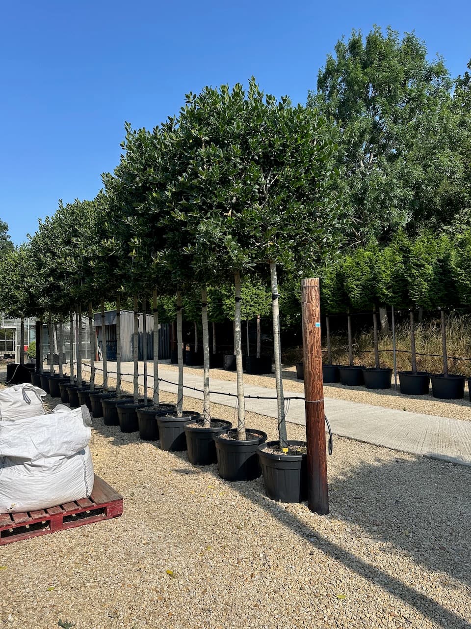 Pleached Holly - Image 4