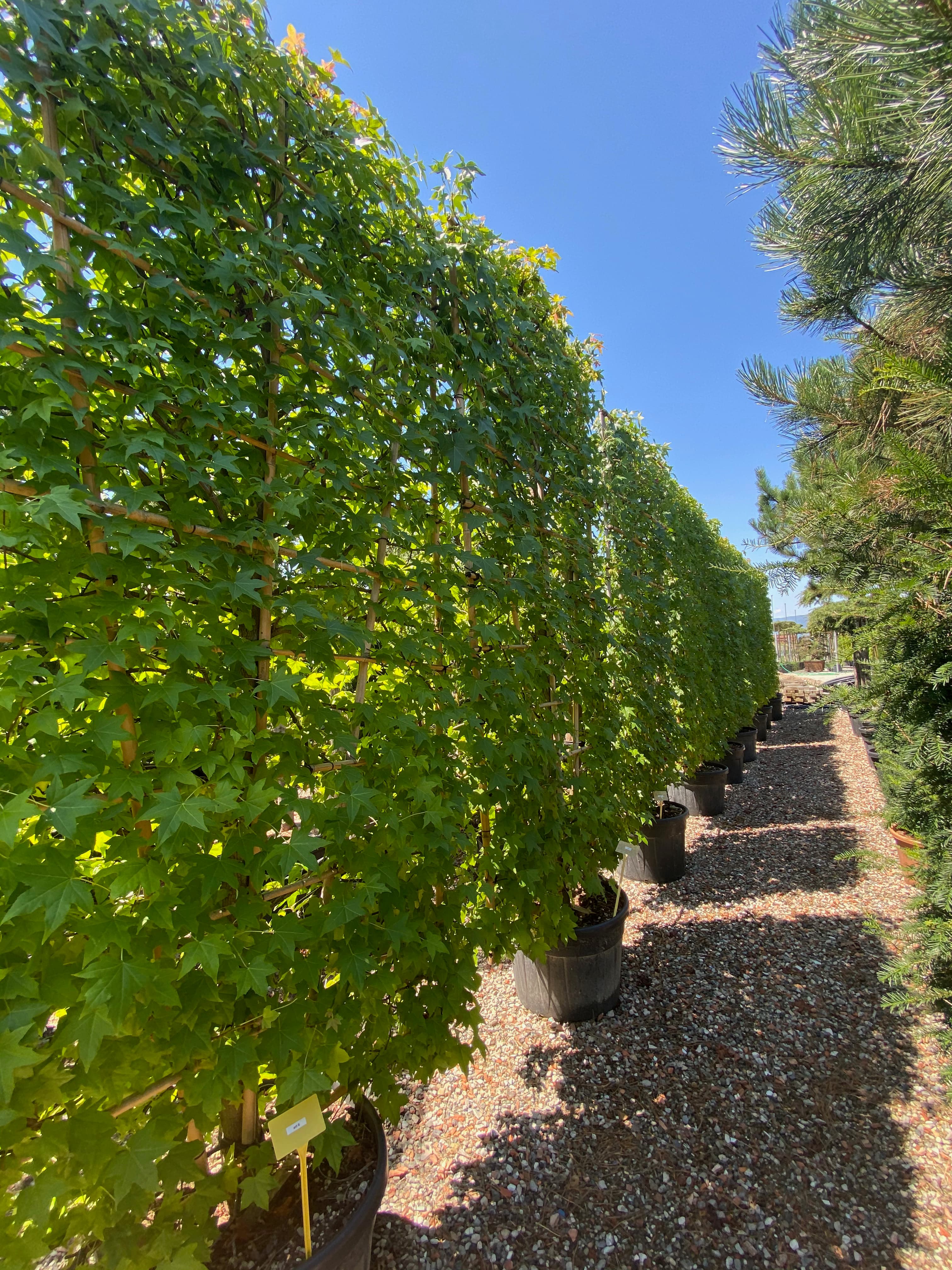 Pleached Sweet Gum Worplesdon - Image 2