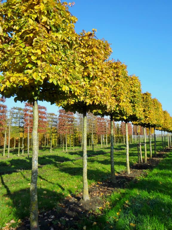 Pleached Persian Ironwood - Image 3