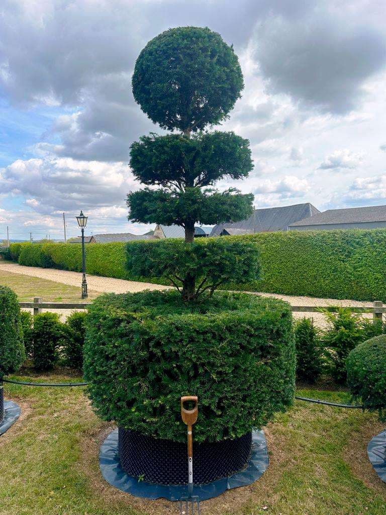 Topiary nursery