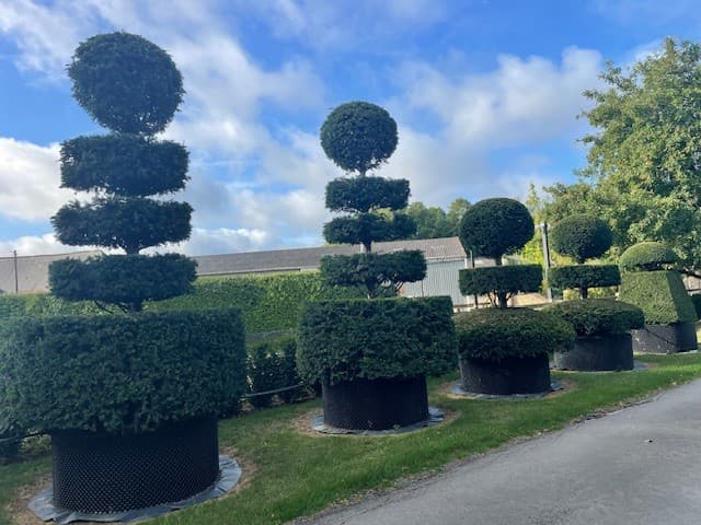 Topiary specimen