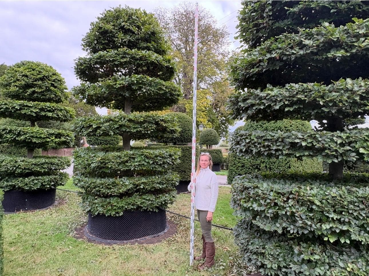 Mature topiary specimens in containers at the Hedgeworx nursery, with a measuring pole showing their height