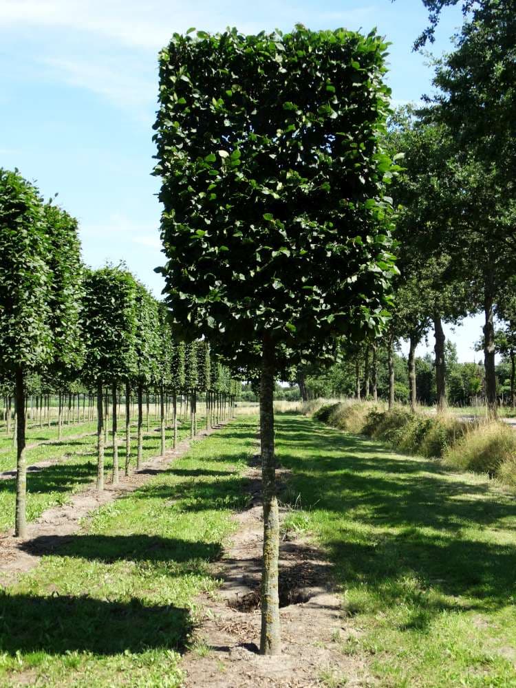 Carpinus betulus box head tree