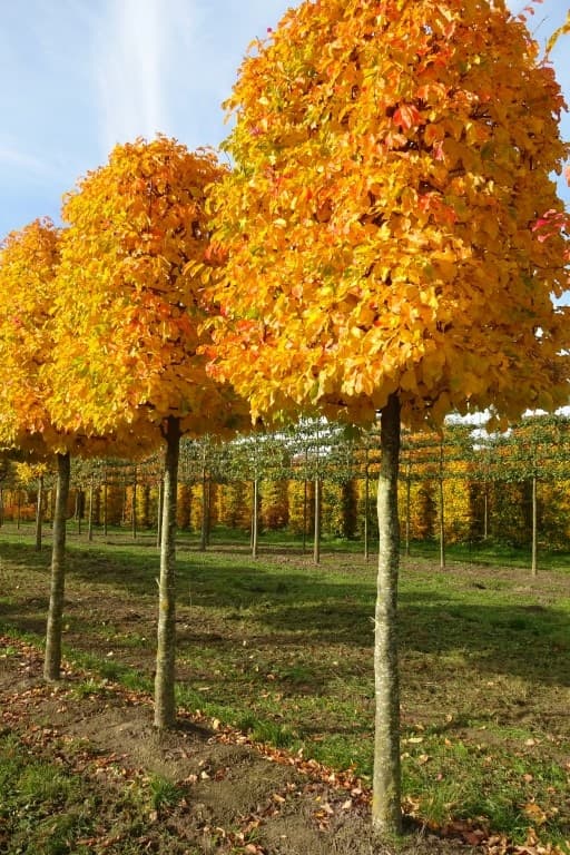 Parrotia persica box head tree