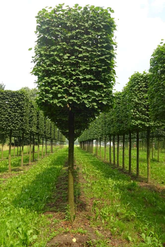 Tilia europaea ‘Pallida’ box head tree