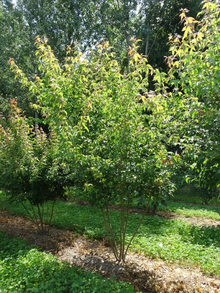 Acer buergerianum multi-stem