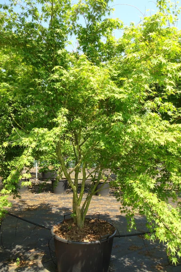 Acer palmatum multi-stem