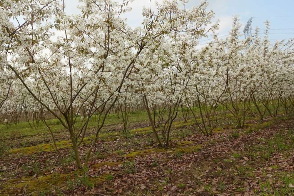 Amelanchier lamarckii multi-stem