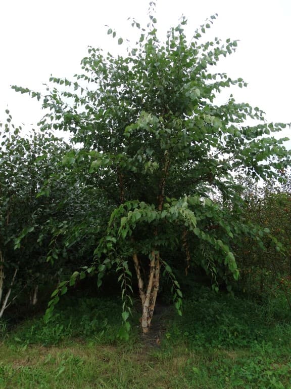 Betula nigra multi-stem