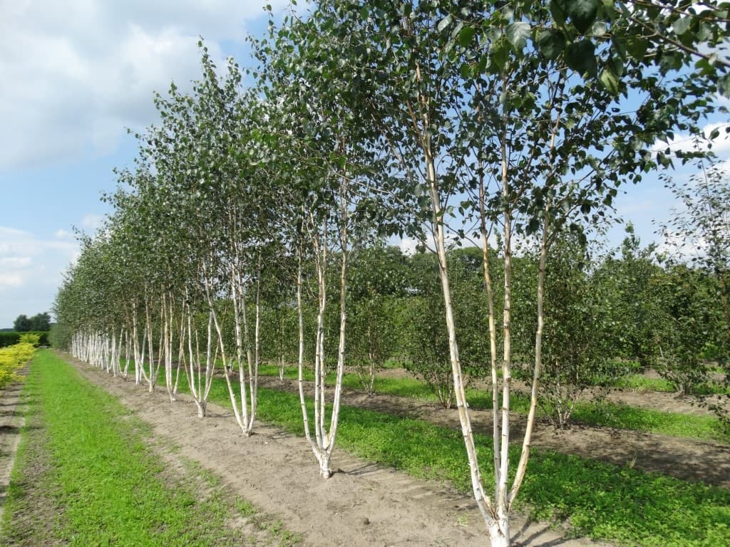 Betula utilis ‘Doorenbos’ multi-stem