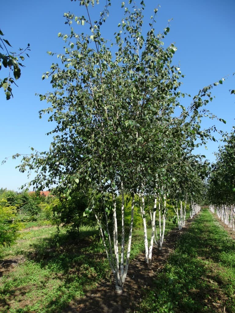 Betula utilis jacquemontii multi-stem