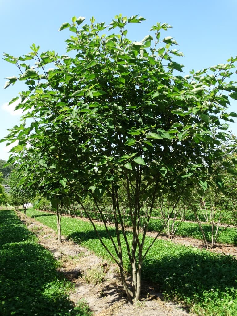 Broussonetia papyrifera multi-stem