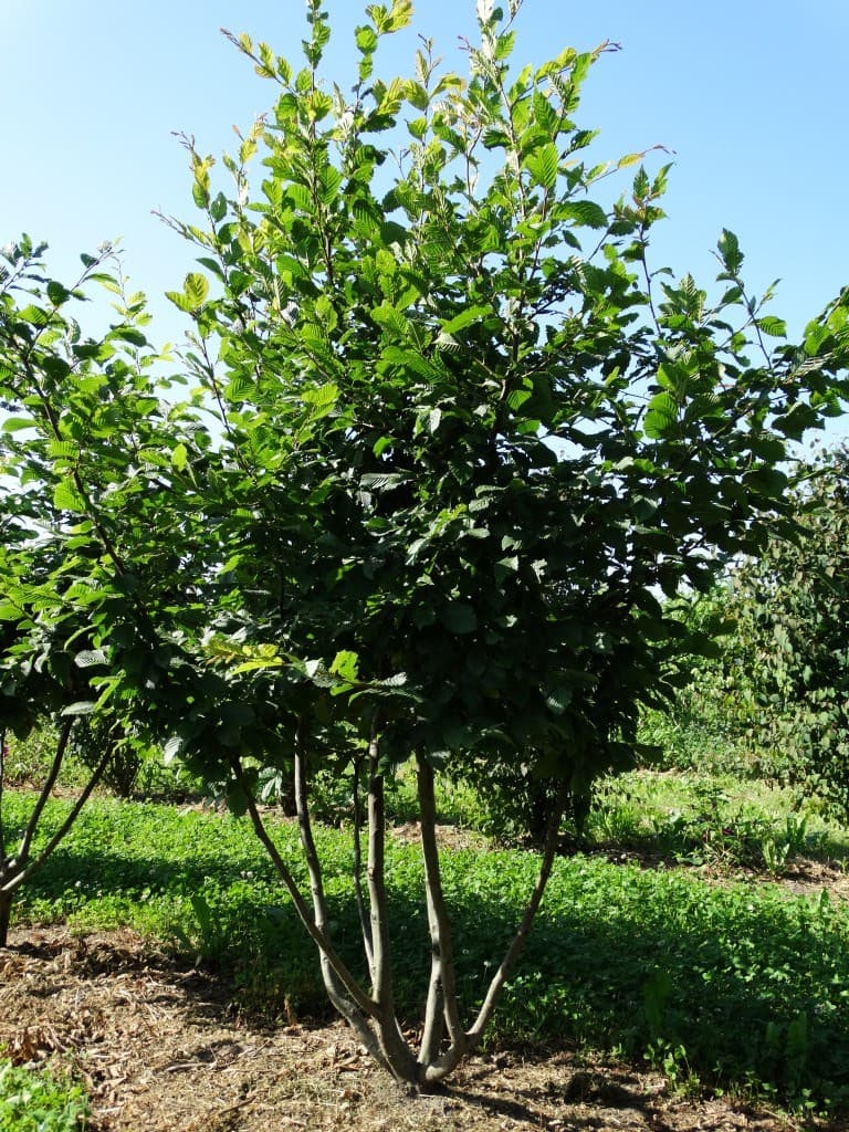 Carpinus betulus multi-stem