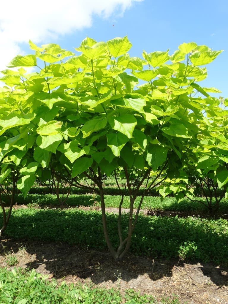 Catalpa bignonioides ‘Aurea’ multi-stem